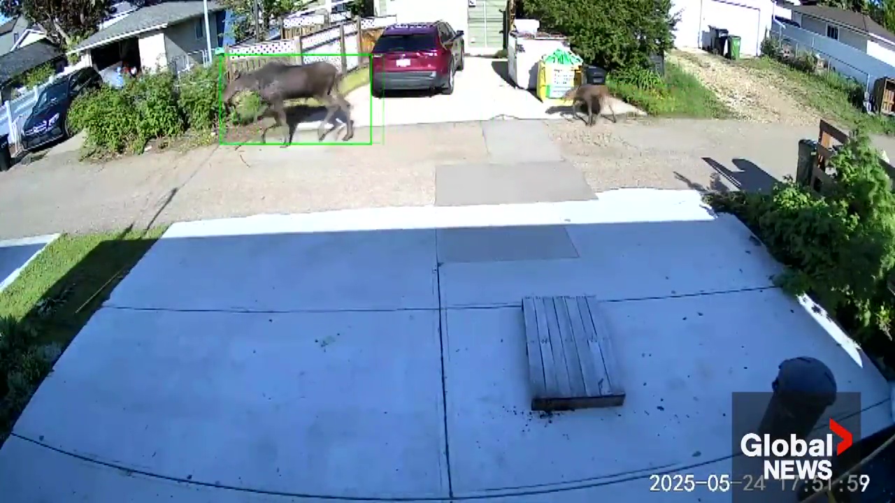 Click to play video: 'Edmonton senior survives being attacked by mama moose in his own yard'