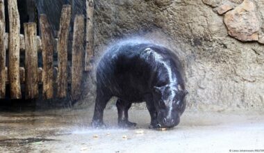 Bon voyage Toni — Berlin readies pygmy hippo for France – DW – 08/15/2025