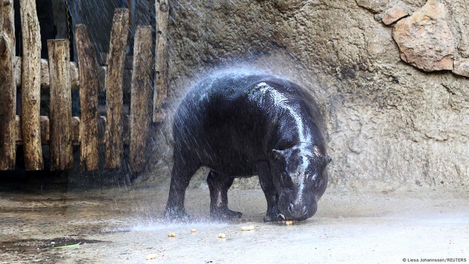 Bon voyage Toni — Berlin readies pygmy hippo for France – DW – 08/15/2025