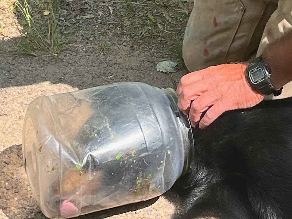 Bear With Plastic Jar On Its Head 
Freed In Northern Wisconsin