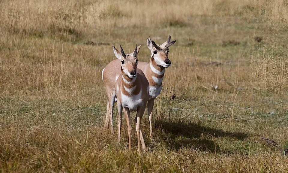 Pronghorn on watch in Yellowstone National Park.