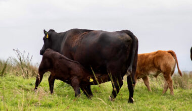 CAFRE and Teagasc to spotlight hill suckler innovation at Uplands Open Day
