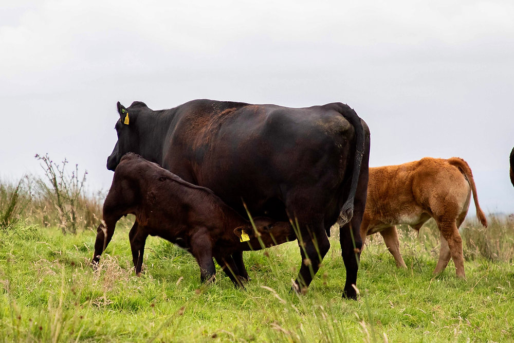 CAFRE and Teagasc to spotlight hill suckler innovation at Uplands Open Day