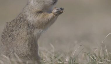 Dakrat populations continue to boom in North Dakota