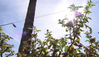 How to keep your garden alive during Phoenix’s extreme summer heat