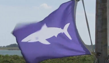 Shark sighting at Reid State Park prompts brief water closure for safety - WGME