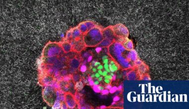 Scientists capture first footage of human embryo implanting in a uterus | Science