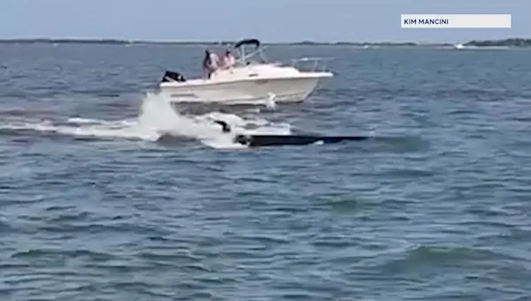 Necropsy on whale that charged boat on Barnegat Bay found animal was thin, had empty stomach