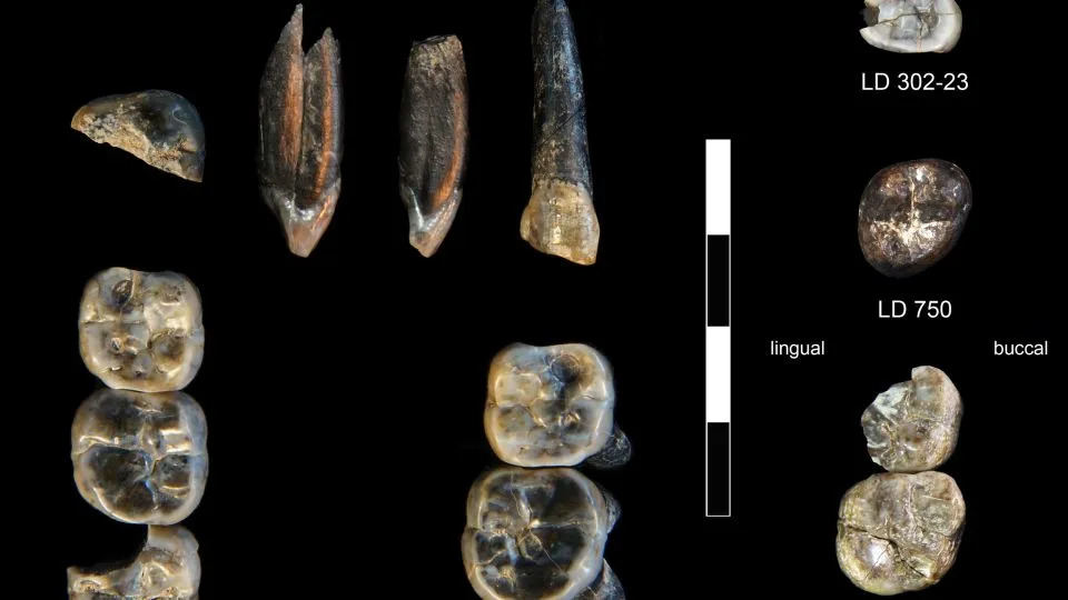The teeth marked LD 750 and LD 760 represent an unknown species of Australopithecus, while LD 302-23 and AS 100 came from an early Homo species. - Brian Villmoare/University of Nevada, Las Vegas