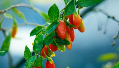 Are goji berries good for you? Benefits for vision and immunity