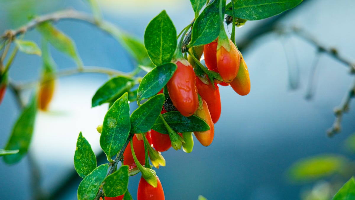Are goji berries good for you? Benefits for vision and immunity