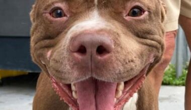 These dogs, cats are looking for a home