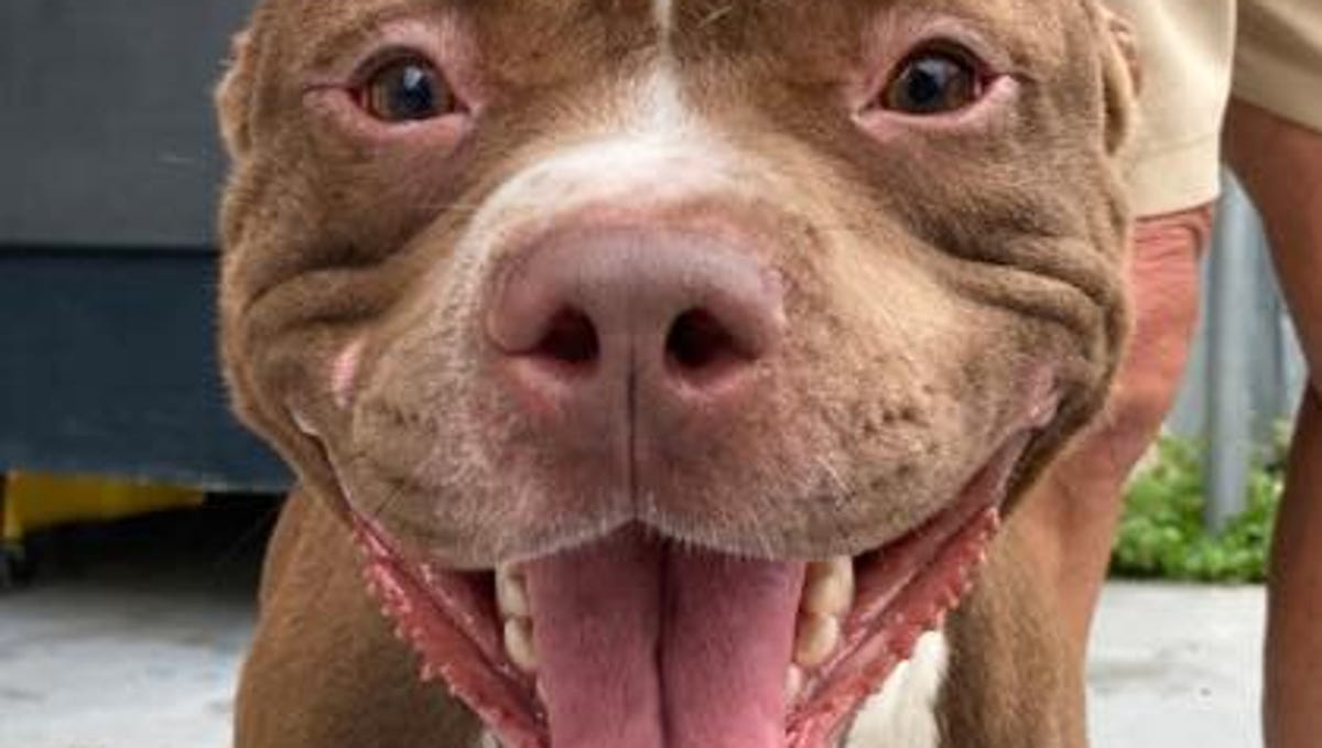 These dogs, cats are looking for a home
