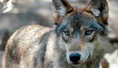 Wolf 'lethally' removed from Isle Royale after animal dragged food from campsite