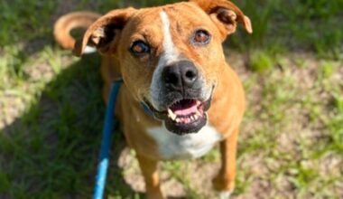 These dogs, cats are looking for a home