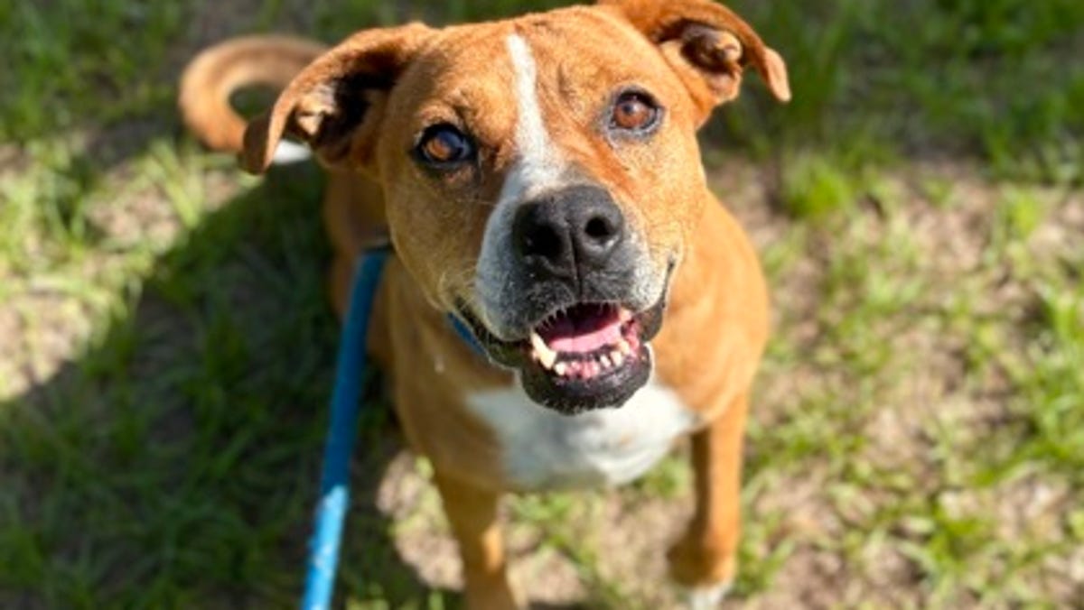 These dogs, cats are looking for a home