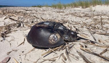 Horseshoe crabs merit respect: Photo Shoot