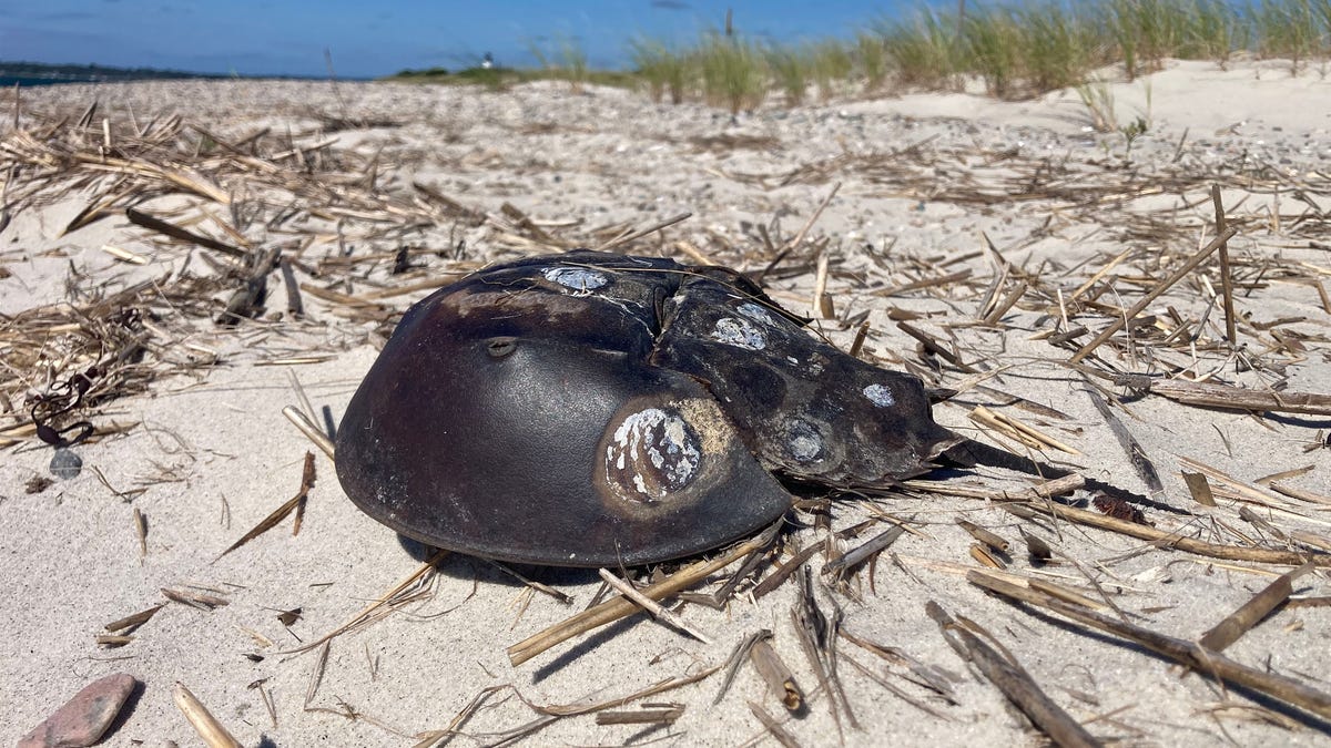 Horseshoe crabs merit respect: Photo Shoot