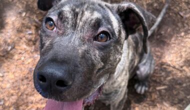 These dogs, cats are looking for a home