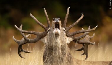 See best photos from Wildlife Photographer of the Year contest