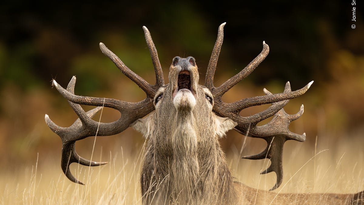 See best photos from Wildlife Photographer of the Year contest