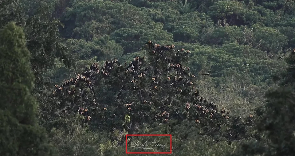 <span>Screenshot of the video, with Somchai Choosiri's watermark highlighted by AFP</span>