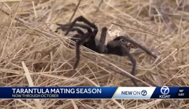 Tarantula 'invasion' underway as mating season begins