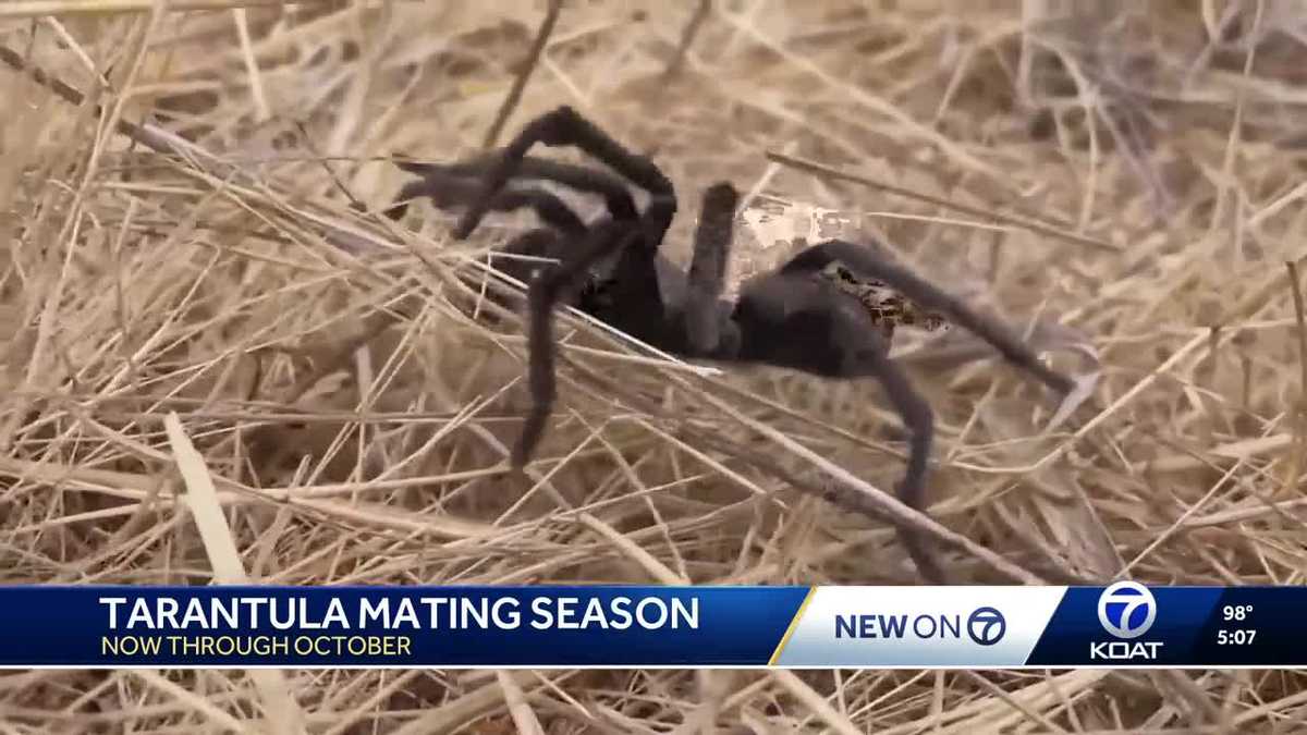 Tarantula 'invasion' underway as mating season begins