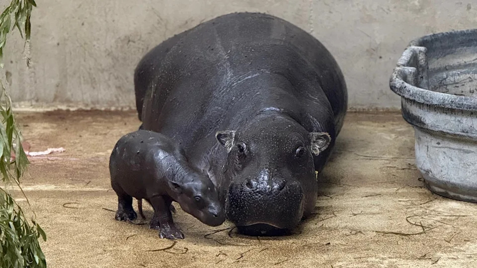 Tanganyika Wildlife Park - PHOTO: Hippo Mars and his mom, Posie, at the Tanganyika Wildlife Park.