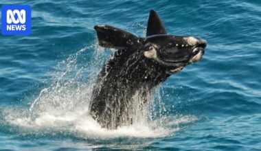 Dramatic rebound for southern right whale numbers along Great Australian Bight