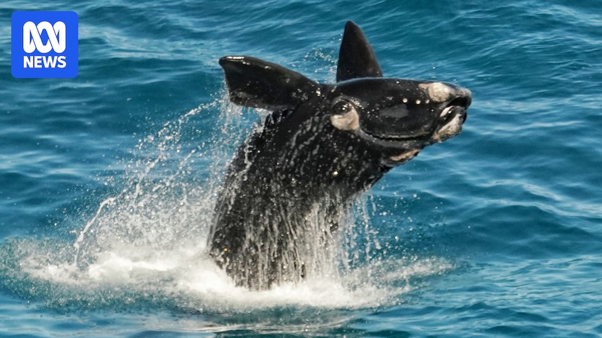 Dramatic rebound for southern right whale numbers along Great Australian Bight