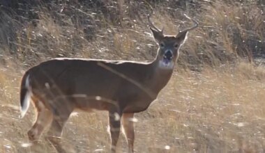 New York sees 70K deer collisions yearly, DEC urges population control