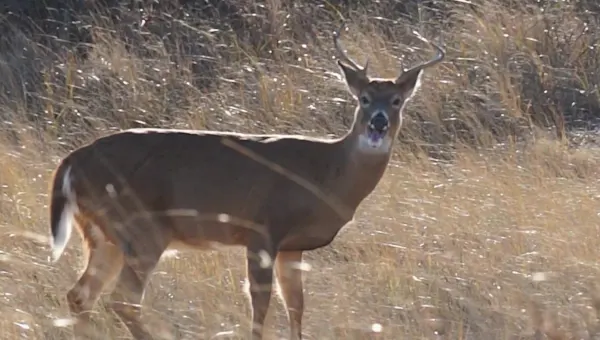New York sees 70K deer collisions yearly, DEC urges population control