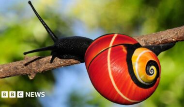 The image is a close-up of a snail on a branch in the forest. The snail is strikingly colourful, with a bright, vibrant red shell with black and white coiling bands and a yellow centre.