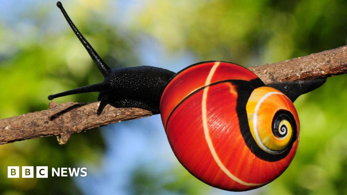 The image is a close-up of a snail on a branch in the forest. The snail is strikingly colourful, with a bright, vibrant red shell with black and white coiling bands and a yellow centre.
