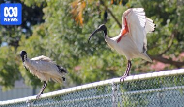 Australia has a love-hate relationship with the ibis. But is the 'bin chicken' underrated?