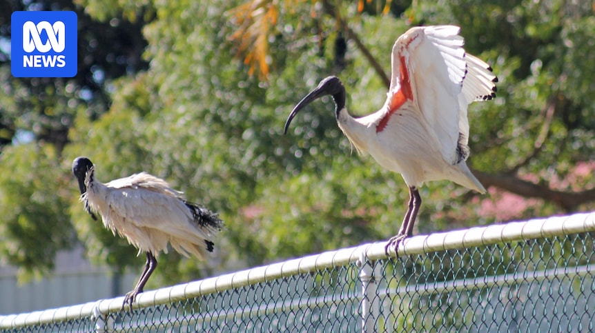 Australia has a love-hate relationship with the ibis. But is the 'bin chicken' underrated?