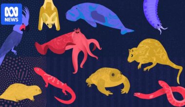 What is Australia's most underrated animal? Vote for your favourite this National Science Week