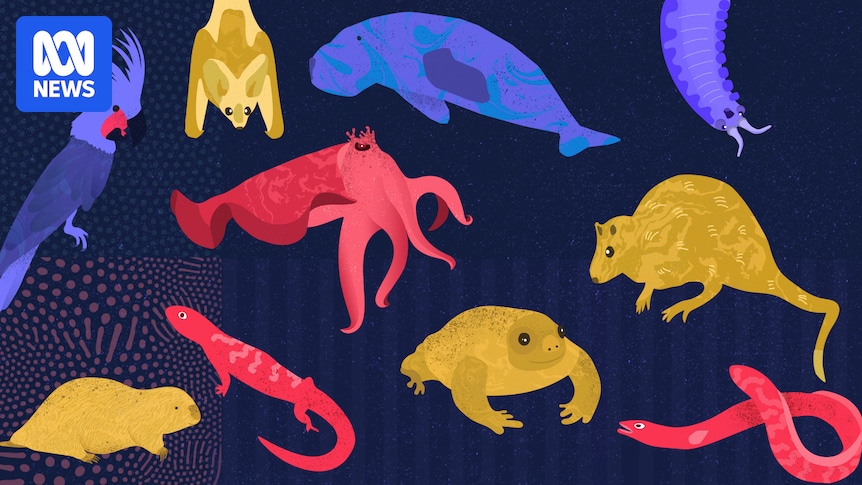 What is Australia's most underrated animal? Vote for your favourite this National Science Week