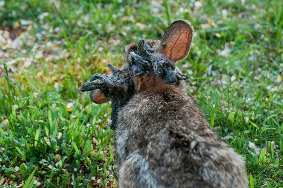 A cottontail rabbit with dark growths on its head.