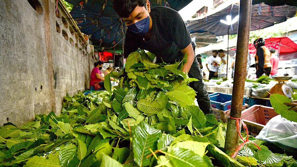 Kratom leaves at stall in the market in Bangkok