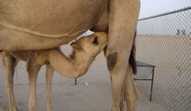 ‘Camel Milk Revolution’ Is Improving Nutrition in Somalia and Creating Jobs