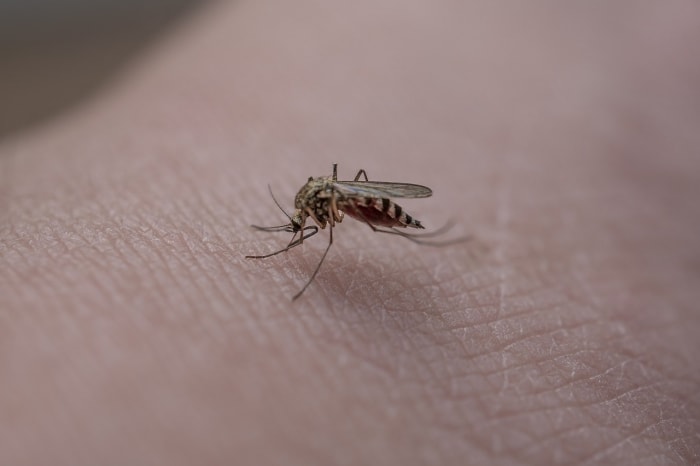 Duval health department issues warning after chickens test positive for West Nile virus