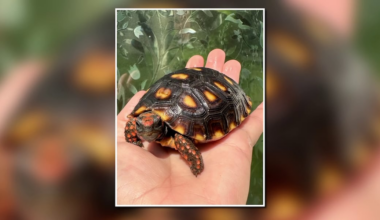 Where’s Ravioli? FedEx loses Phoenix area family’s pet tortoise