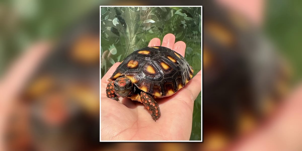 Where’s Ravioli? FedEx loses Phoenix area family’s pet tortoise