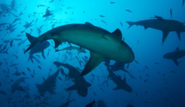 Are sharks in the Gulf an ‘overwhelming problem’? It’s complicated. - Tampa Bay Times