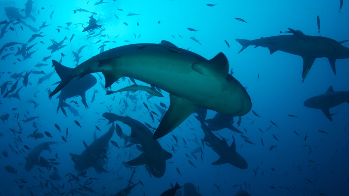 Are sharks in the Gulf an ‘overwhelming problem’? It’s complicated. - Tampa Bay Times