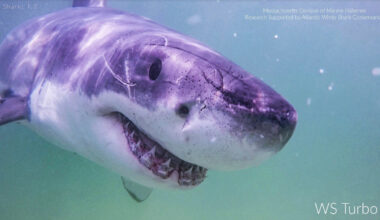 Great white sharks head north into Maine, following seals and alarming beachgoers