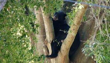 Florida Approves First Black Bear Hunt in a Decade