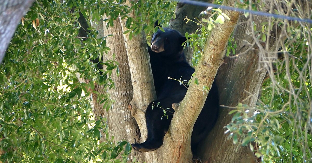 Florida Approves First Black Bear Hunt in a Decade